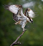 BB 12 0047 / Pandion haliaetus / Fiskeørn